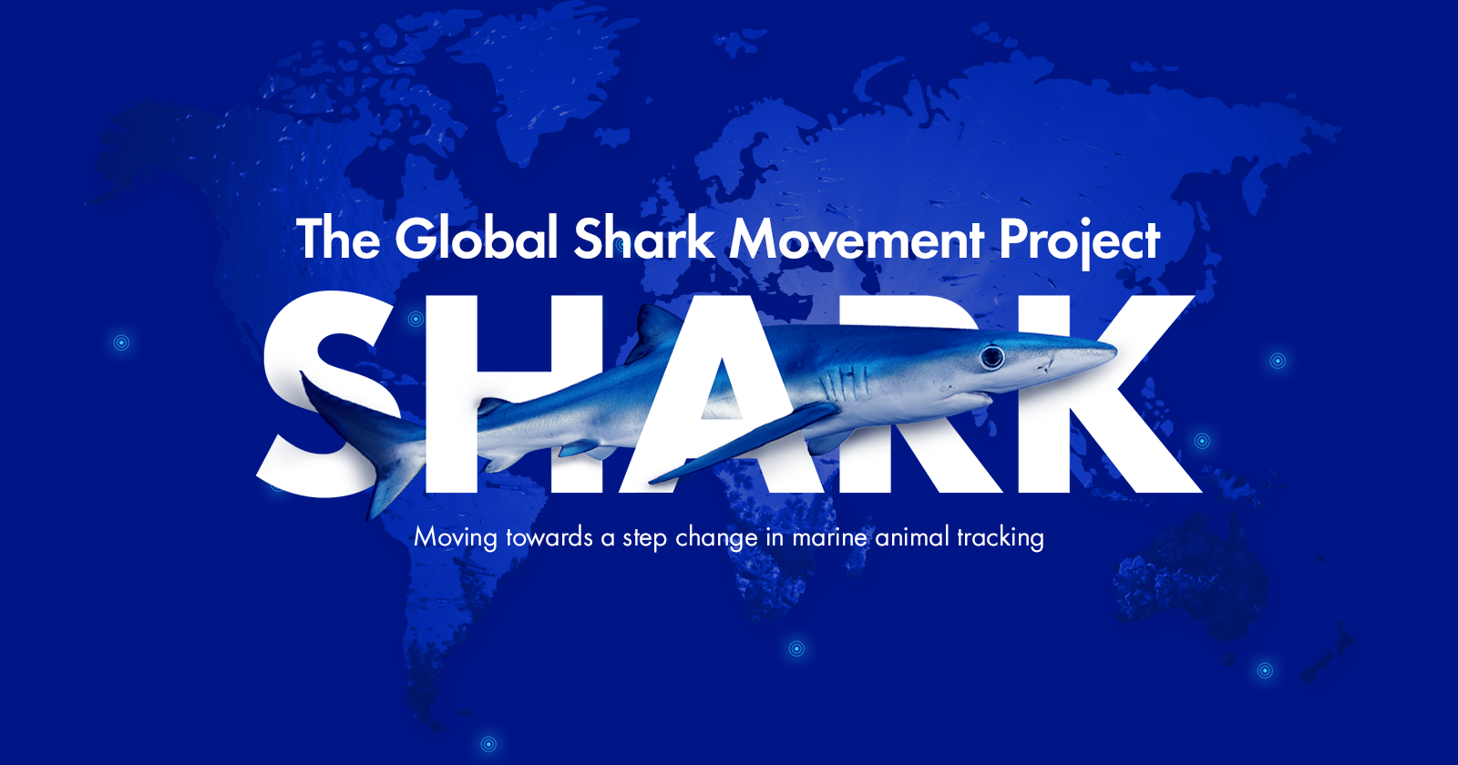 Global shark. Global shark catch.